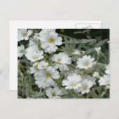 Witte bloemen uit de tuin briefkaart (Voorkant / Achterkant)