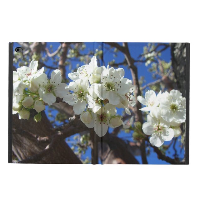 Witte bloesem Clusters Spring Flowering Pear Tree (Buitenkant)