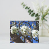 Witte bloesem Clusters Spring Flowering Pear Tree Briefkaart (Staand voorkant)