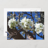 Witte bloesem Clusters Spring Flowering Pear Tree Briefkaart (Voorkant / Achterkant)