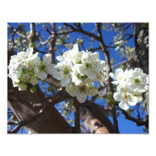 Witte bloesem Clusters Spring Flowering Pear Tree Foto Afdruk