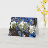 Witte bloesem Clusters Spring Flowering Pear Tree Kaart (Gele Bloem)