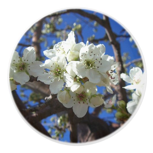 Witte bloesem Clusters Spring Flowering Pear Tree Keramische Knop (Voorkant)