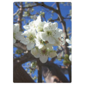 Witte bloesem Clusters Spring Flowering Pear Tree Klembord (Achterkant)