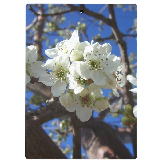 Witte bloesem Clusters Spring Flowering Pear Tree Klembord (Achterkant)