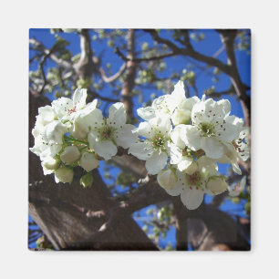 Witte bloesem Clusters Spring Flowering Pear Tree Magneet