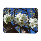 Witte bloesem Clusters Spring Flowering Pear Tree Magneet (Horizontaal)