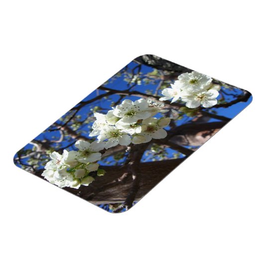 Witte bloesem Clusters Spring Flowering Pear Tree Magneet (Linkerzijde)
