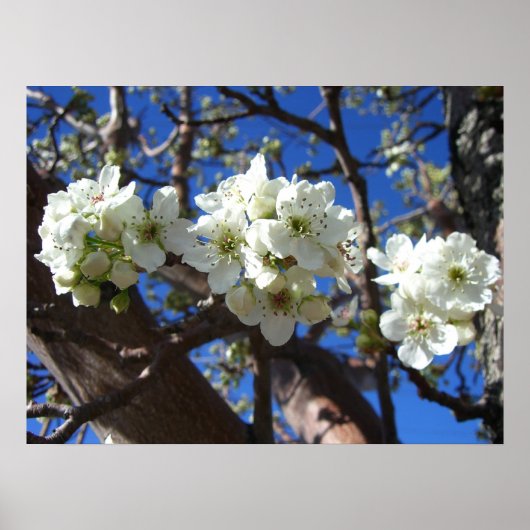 Witte bloesem Clusters Spring Flowering Pear Tree Poster (Voorkant)