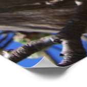 Witte bloesem Clusters Spring Flowering Pear Tree Poster (Hoek)