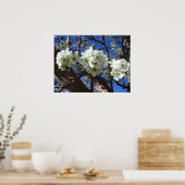 Witte bloesem Clusters Spring Flowering Pear Tree Poster (Keuken)