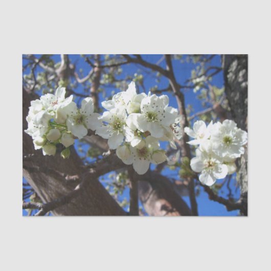 Witte bloesem Clusters Spring Flowering Pear Tree Tissuepapier (Voorkant)