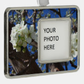 Witte bloesem Clusters Spring Flowering Pear Tree Verzilverd Kader Ornament (Rechts)