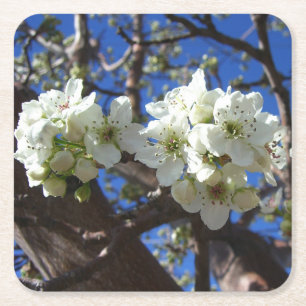 Witte bloesem Clusters Spring Flowering Pear Tree Vierkante Kartonnen Onderzetter