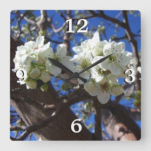 Witte bloesem Clusters Spring Flowering Pear Tree Vierkante Klok (Voorkant)