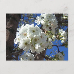 Witte bloesem I Ornamental Pear Tree Briefkaart