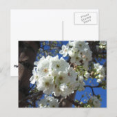 Witte bloesem I Ornamental Pear Tree Briefkaart (Voorkant / Achterkant)