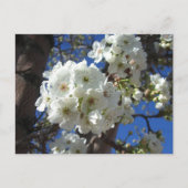 Witte bloesem I Ornamental Pear Tree Briefkaart (Voorkant)