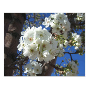 Witte bloesem I Ornamental Pear Tree Foto Afdruk