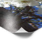 Witte bloesem I Ornamental Pear Tree Foto Afdruk (Hoek)