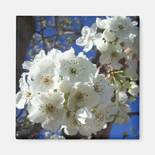 Witte bloesem I Ornamental Pear Tree Magneet (Voorkant)