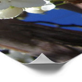 Witte bloesem II Lente bloei Poster (Hoek)