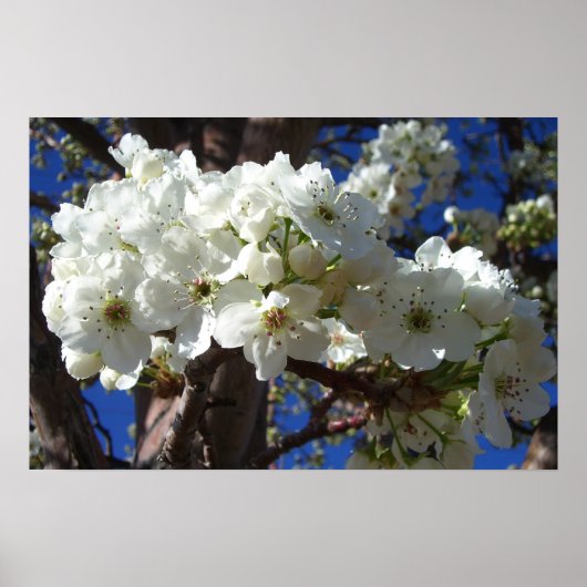 Witte bloesem II Lente bloei Poster (Voorkant)