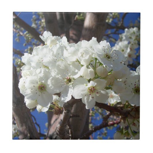 Witte bloesem II Lente bloei Tegeltje (Voorkant)