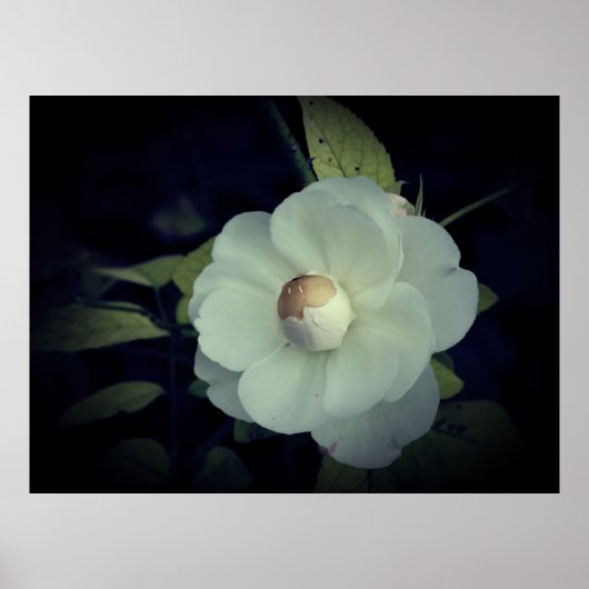 Witte bloesem Poster (Voorkant)