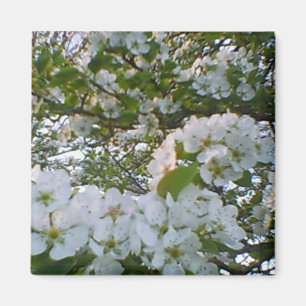 Witte bloesemmagneet magneet