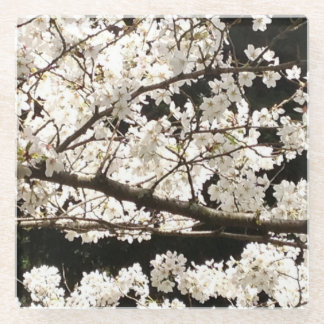 Witte bloesems Dogwood Tree, closeup Glazen Onderzetter