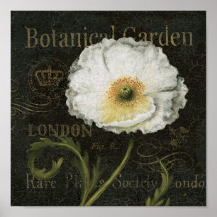 Witte bloesems en bladeren poster