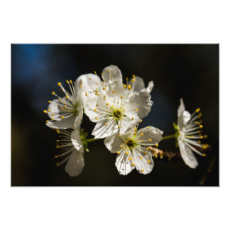 witte bloesems Fotouitbreiding Foto Afdruk