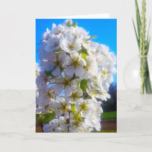 Witte bloesemtak van peer in de lente kaart