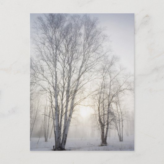 Witte bomen op een sneeuwdag briefkaart (Voorkant)