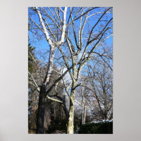 Witte bomen