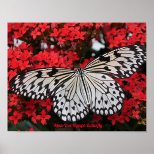 Witte Boom Nimf Vlinder Poster Deco
