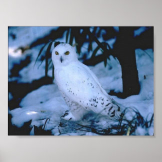 Witte boomgaard poster