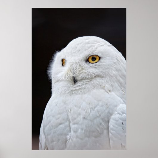 Witte boomgaard poster (Voorkant)