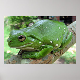 Witte boomkikker - Litoria caerulea Poster