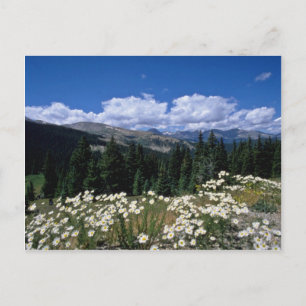 Witte boreaspas, Breckenridge bloemen Briefkaart