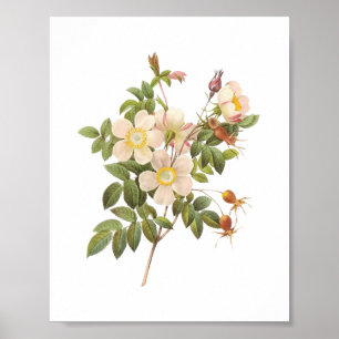 Witte botanische rozen poster