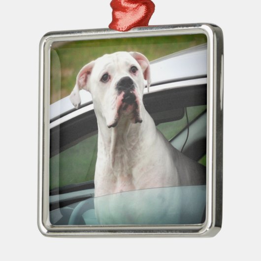 Witte boxer in een auto metalen ornament (Links)