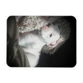 witte boxer puppy magneet (Horizontaal)