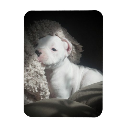 witte boxer puppy magneet (Verticaal)