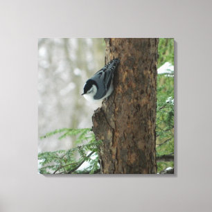 Witte Breasted Nuthatch (Forest) Canvas Print