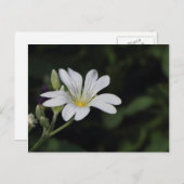 Witte Briefkaart (Voorkant / Achterkant)