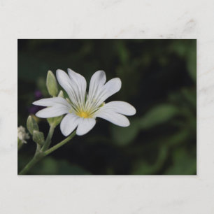 Witte Briefkaart