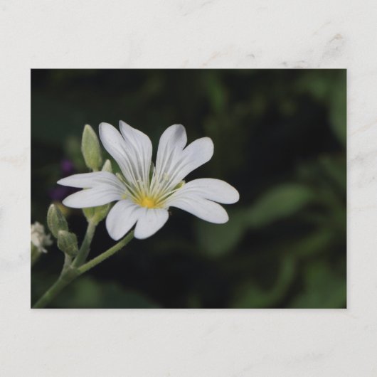 Witte Briefkaart (Voorkant)