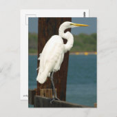 Witte Briefkaart (Voorkant / Achterkant)